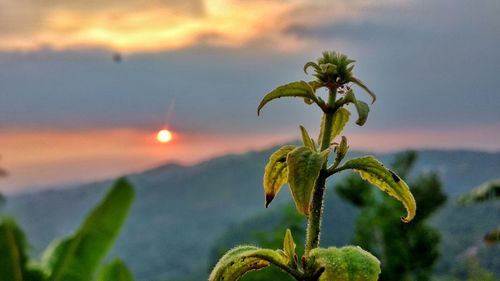 Close-up of flowering plant against sky during sunset