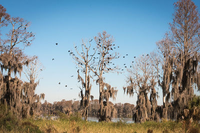 View of trees on field against clear sky