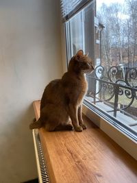 Cat sitting on window sill at home