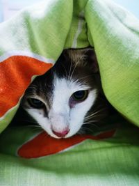 Close-up portrait of a cat