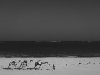 Birds on beach against sky