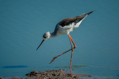 Immature black-winged stilt wades in shallow water