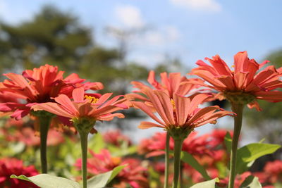 Close-up of red flowering plants