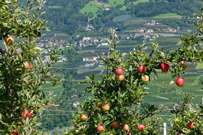 Apples growing on branches at farm