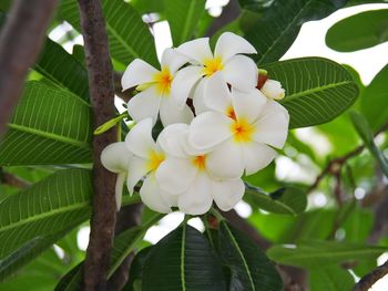 Close-up of flowers