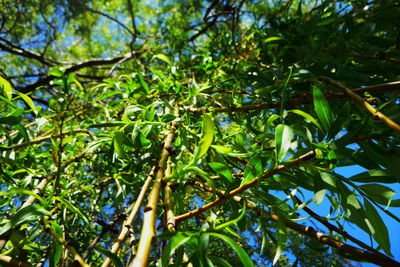 Low angle view of bamboo tree in forest