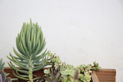 Close-up of succulent plant on table against wall