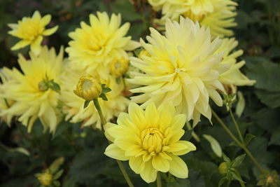 Close-up of yellow flowers