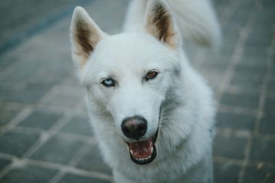 Close-up portrait of a dog
