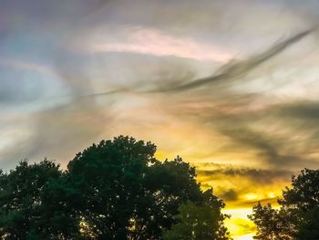 Low angle view of tree against sky during sunset