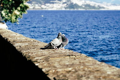 Close-up of seagull perching on retaining wall by sea