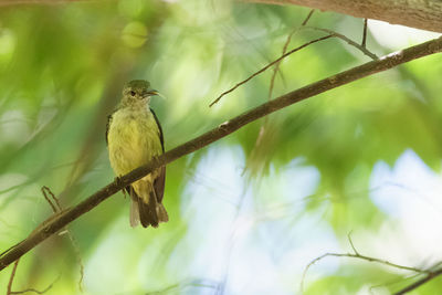 Low angle view of bird perching on tree