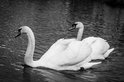 Swan swimming in lake