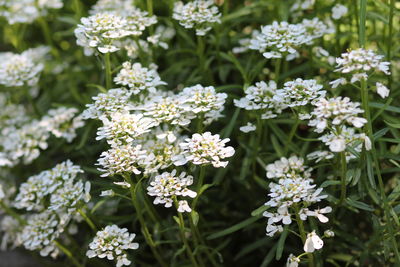 Close-up of white flowering plants in park