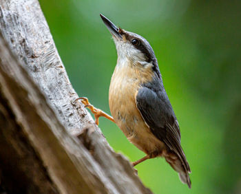 Nuthatch on branch