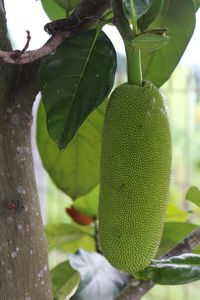 Close-up of fruits on tree