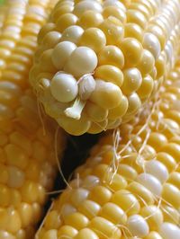 Close-up of yellow corn cob and grains