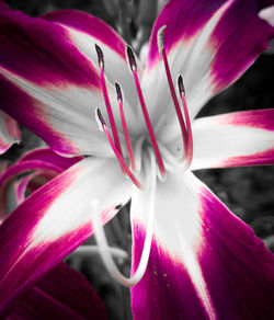 Close-up of pink day lily blooming outdoors