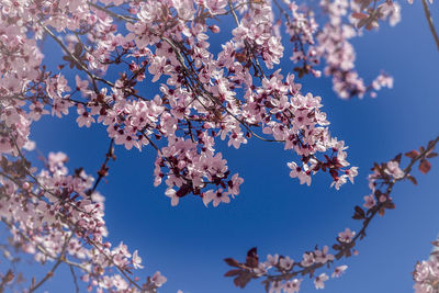 Low angle view of cherry blossoms against blue sky