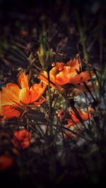 Close-up of orange flowering plant