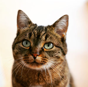 Close-up portrait of a cat