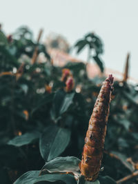 Close-up of berries on plant