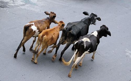 Horses on ground