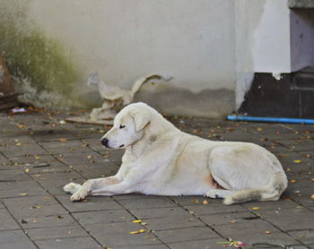 View of a dog resting on sidewalk