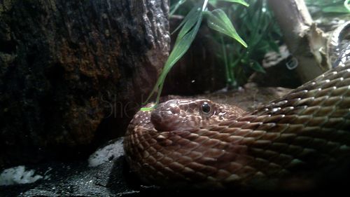 Close-up of turtle in water