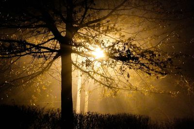 Silhouette trees against sky during sunset