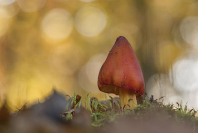 Close-up of mushroom growing on land