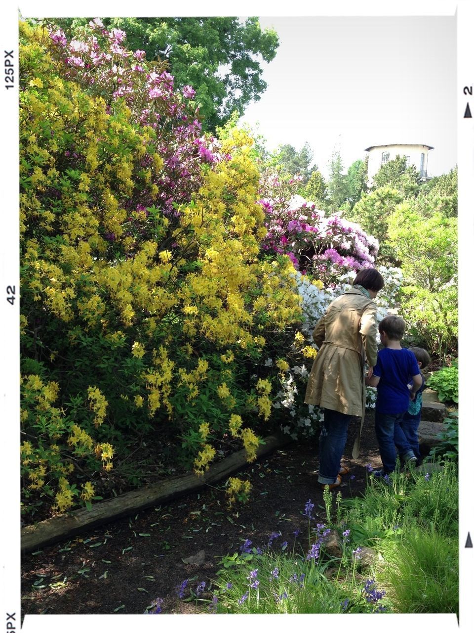 transfer print, lifestyles, auto post production filter, casual clothing, rear view, men, full length, leisure activity, tree, growth, standing, plant, person, nature, day, walking, flower, outdoors