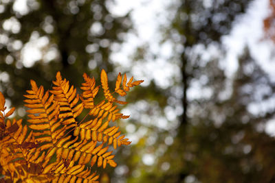 Close-up of branch against sky