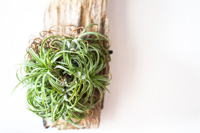 Close-up of potted plant against white background