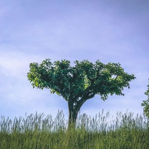 Trees on field against sky