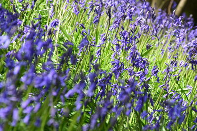 Close-up of purple flowers blooming in field