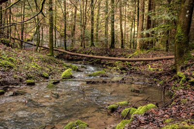 Stream flowing in forest