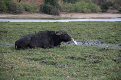 View of sheep on grassland