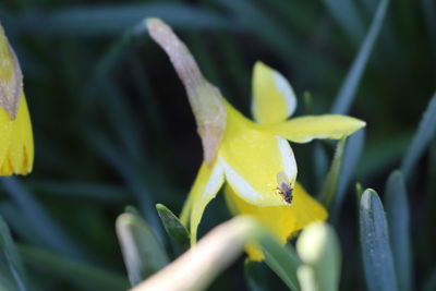 Close-up of yellow flower