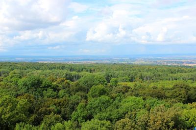 Scenic view of forest against sky