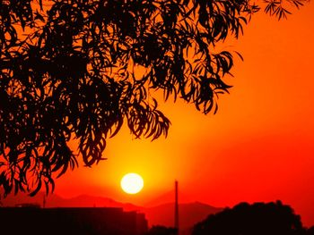 Silhouette of trees at sunset