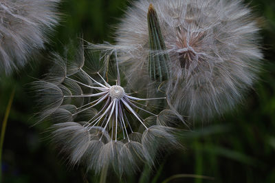 Close-up of dandelion