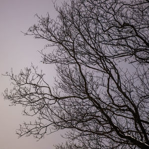 Low angle view of silhouette bare tree against clear sky
