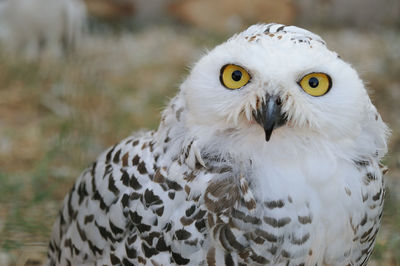 Close-up portrait of owl