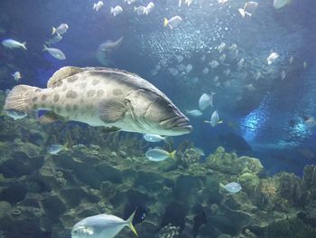 Fish swimming in sea