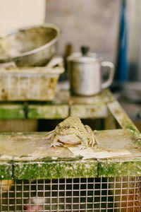 Close-up of lizard on metal