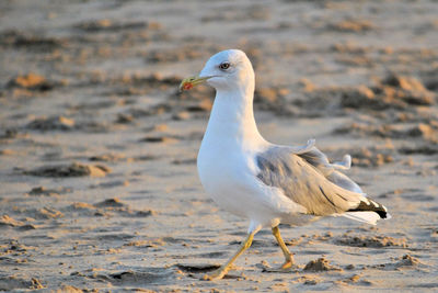 Close-up of seagull perching on beach