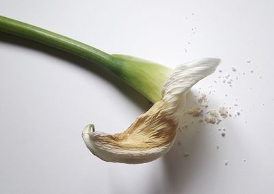 Close-up of banana against white background