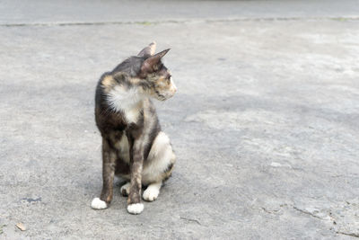 High angle view of cat looking away