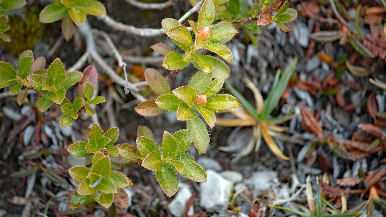 Mountain herbs